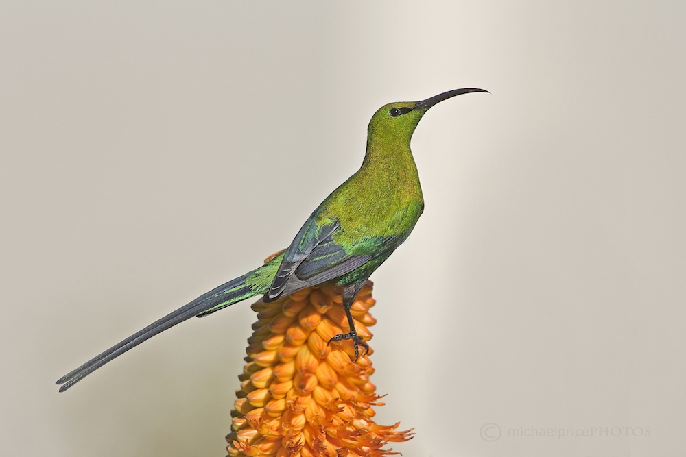 Malachite Sunbird Enjoing Aloe Ferox Nectar | Kariega